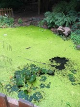 Algae