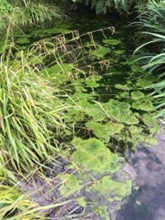 Algae