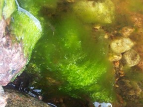 Algae