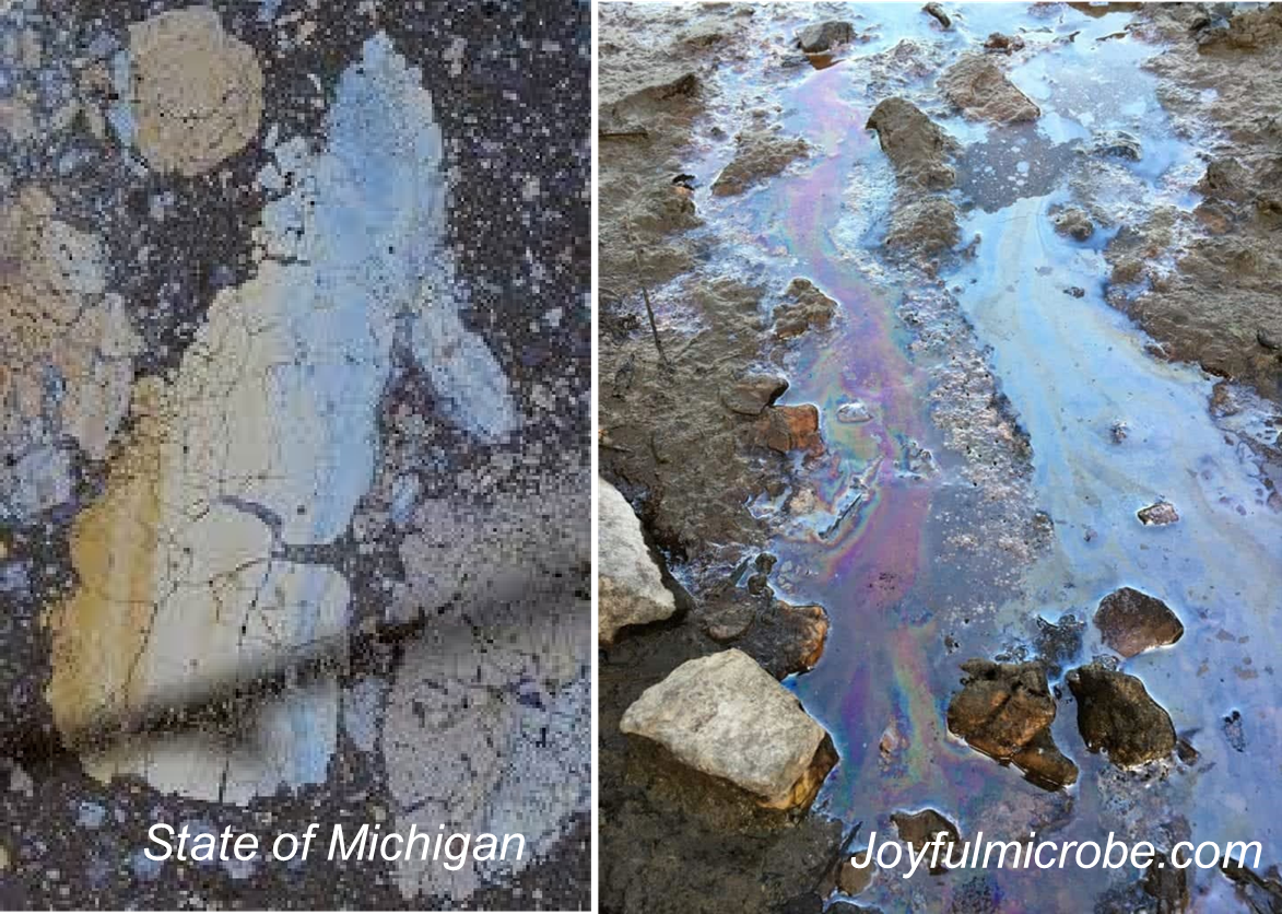 Bacterial oil sheen