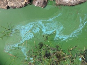 Cyanobacteria