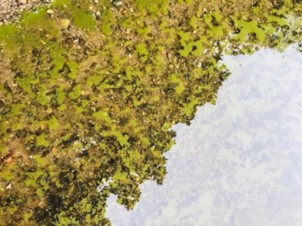 Cyanobacteria