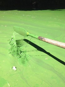 Cyanobacteria