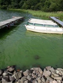 Cyanobacteria