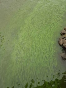 Cyanobacteria