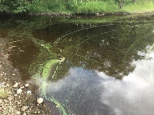 Cyanobacteria