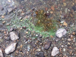 Cyanobacteria