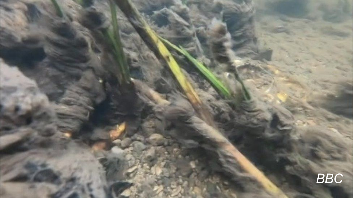 Sewage fungus
