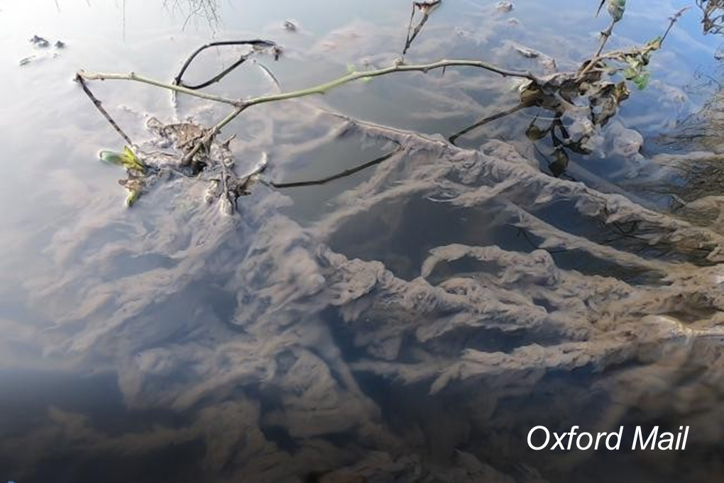 Sewage fungus