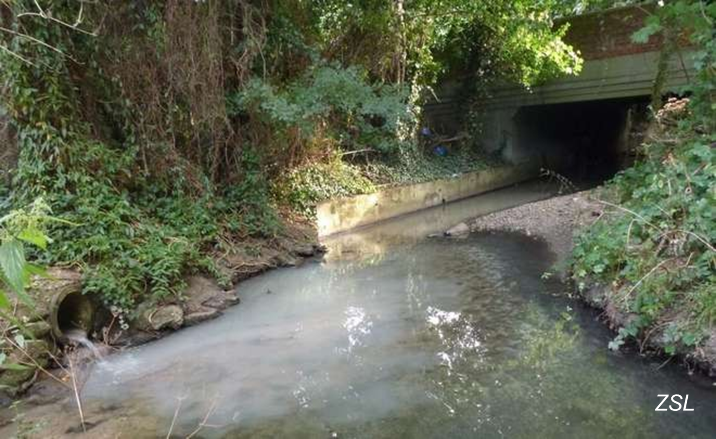 Sewage waste